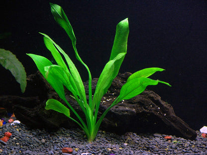 8 Species Aquarium Plants Bundle – Anacharis, Hornwort, Amazon Sword, Moneywort, Ludwigia and Cryptocoryne
