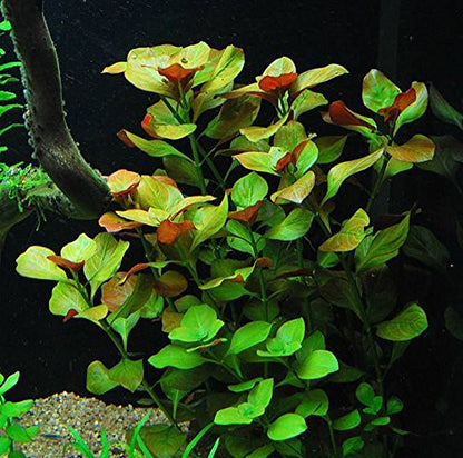 8 Species Aquarium Plants Bundle – Anacharis, Hornwort, Amazon Sword, Moneywort, Ludwigia and Cryptocoryne