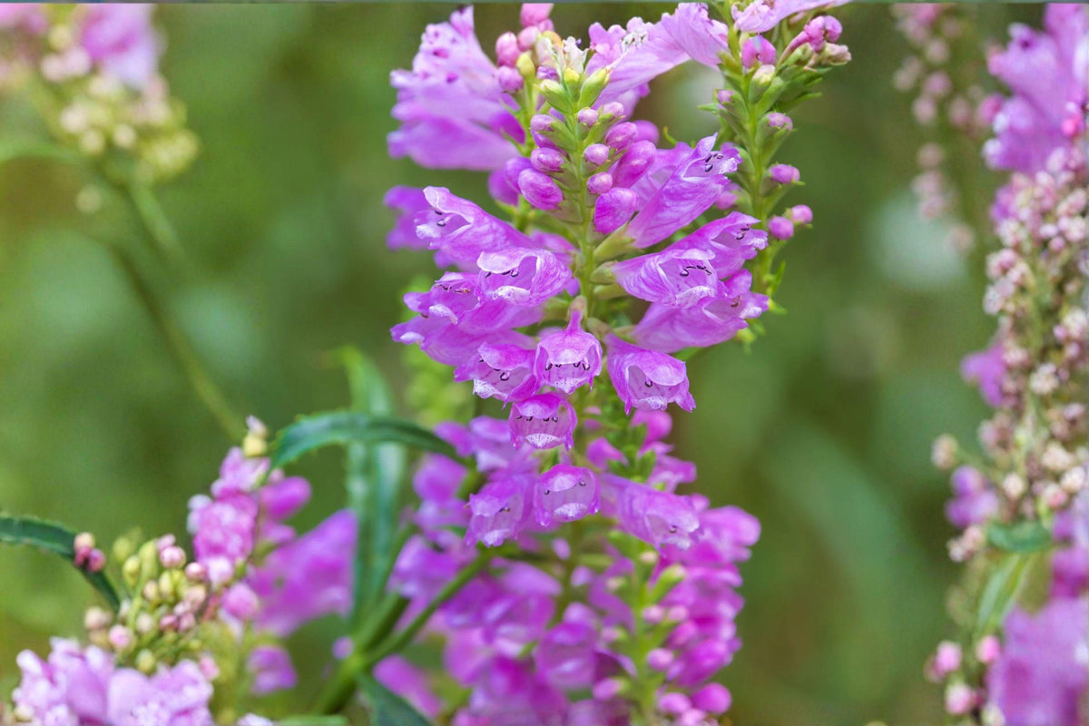 Obedient Plant Seeds – Physostegia virginiana – Native Perennial for Pollinator Gardens – Pink Flower Seeds, Full Sun, Well-Drained Soil