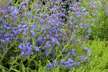 100 BLUE ITALIAN ALKANET Anchusa Capensis Flower Seeds