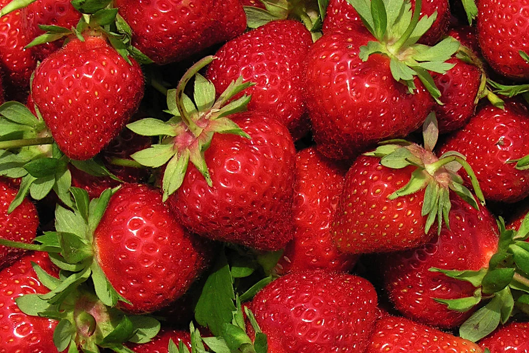 AC Wendy Strawberry Plants – 25 Bare Root June-Bearing, Early Season, Sweet Berries, Hardy Garden Fruit, Fragaria × ananassa