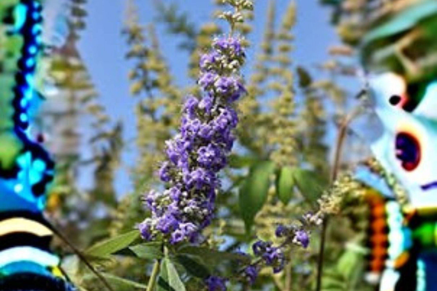 10 Seeds Vitex agnus-castus Chaste Tree Lavender Purple Flowering Shrub Pollinator Attracting Ornamental Plant