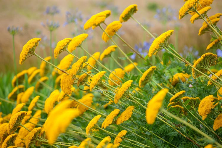 Live Moonshine Achillea Yarrow Plant – Perennial in 1 Pint Pot, Bright Yellow Blooms, Drought Tolerant, Pollinator Friendly, Zone 3–9