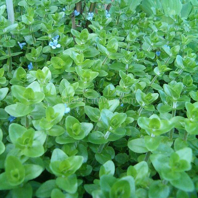 Lemon Bacopa Caroliniana