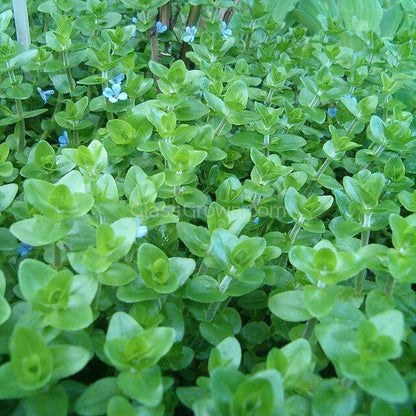 Lemon Bacopa Caroliniana