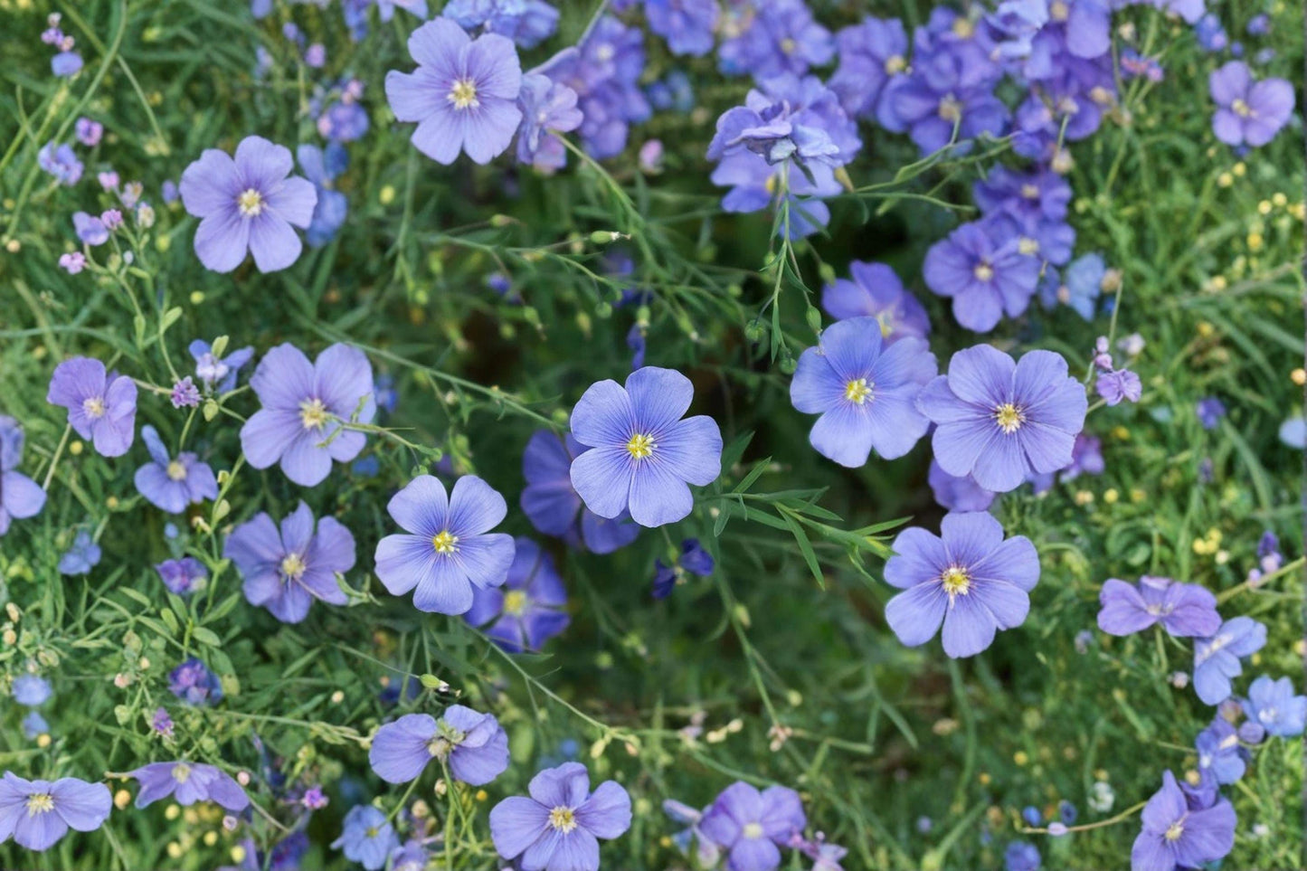 Perennial Blue Flax Seeds, Linum perenne, Hardy Wildflower, Pollinator Plant, Blue Flower, Cottage Garden, Wildflower Meadow