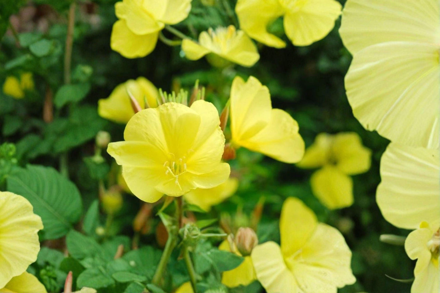 Primrose Evening Seeds 100mg Oenothera biennis Wildflower for Pollinator Gardens, Cottage Gardens, Bees & Butterflies