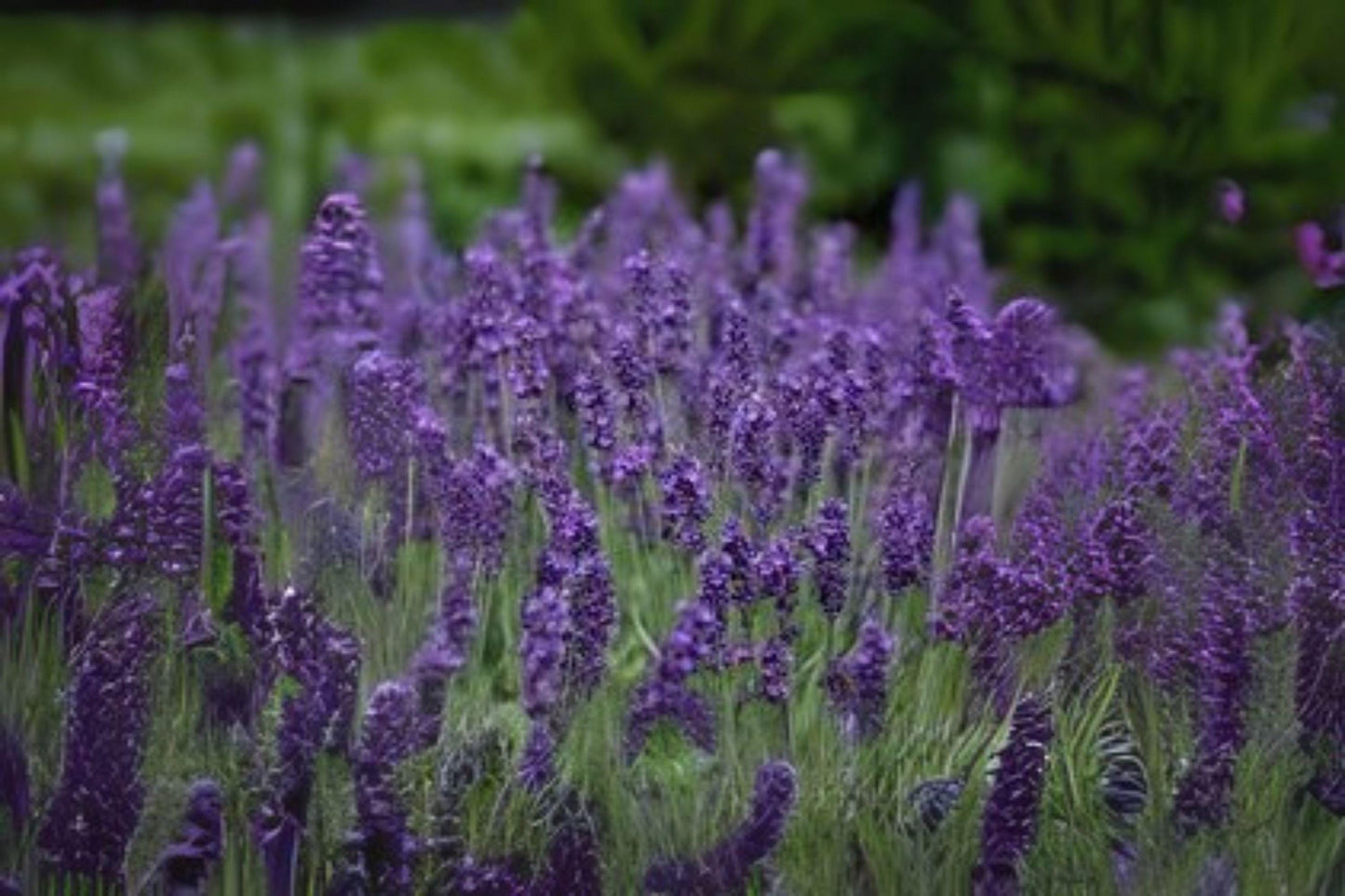 Vera Lavender Seeds, Fragrant English Lavender, Lavandula angustifolia 'Vera' - Heirloom Herb for Gardens & Crafts