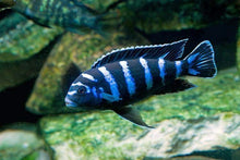 Demasoni Cichlids