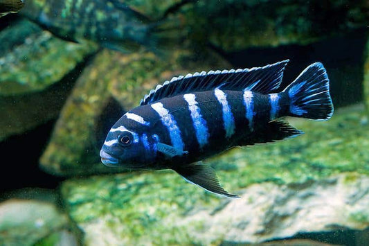 Demasoni cichlids
