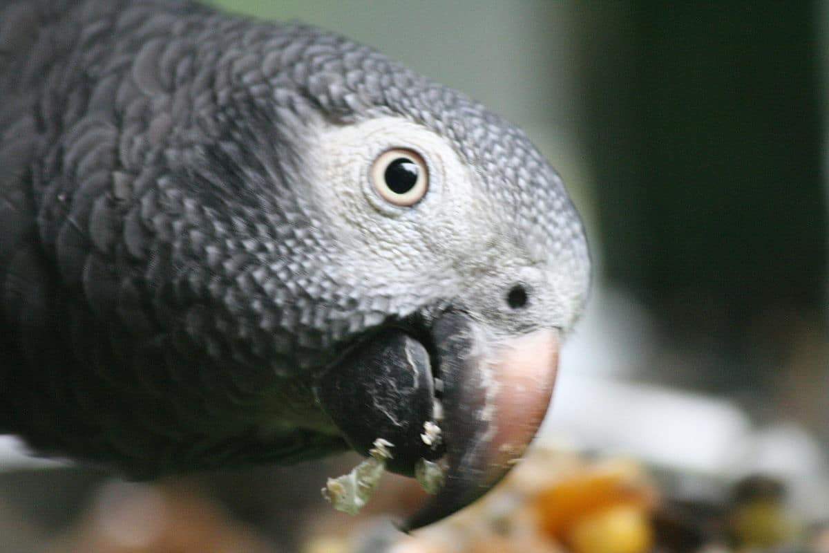 Parrot Food Sample Pack