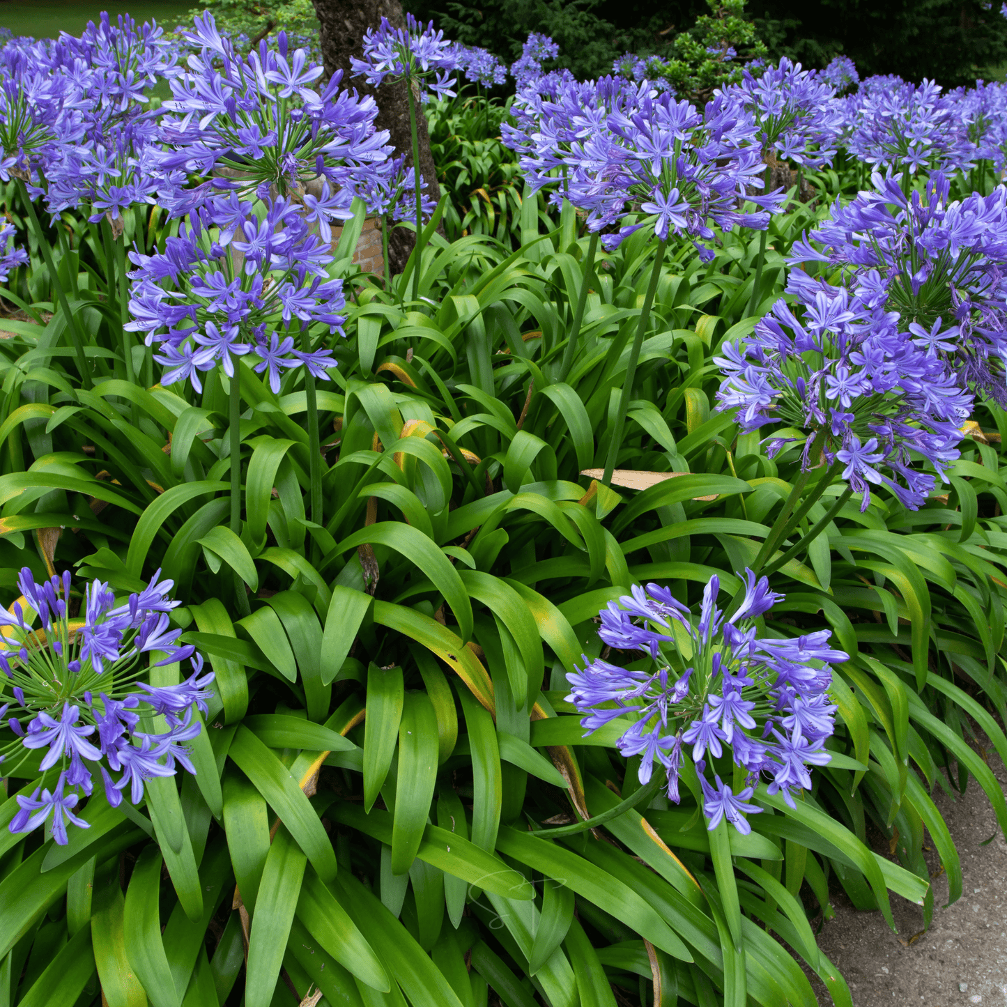 African Lily Seeds – Agapanthus Praecox Blue Flower Heirloom Perennial 25 Seeds