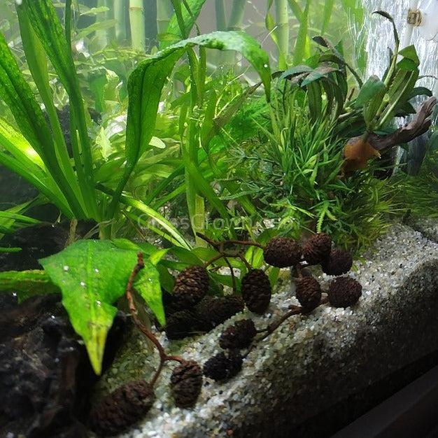 Pollen Shrimp Enrichment Pack