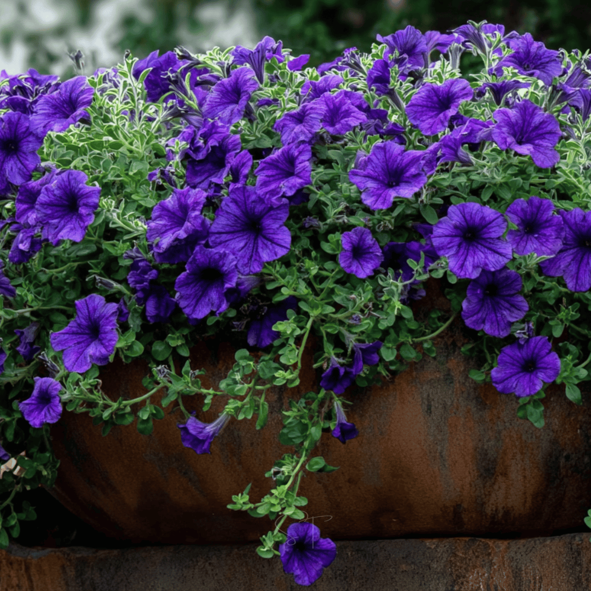 Alderman Blue Petunia Seeds – Heirloom, Deep Blue-Violet, Mounding, 100 Seeds