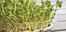 Alfalfa Seeds – Organic Sprouting Seeds – Non-Gmo Premium Alfalfa Seeds – Rich in Vitamins, Minerals, Fiber