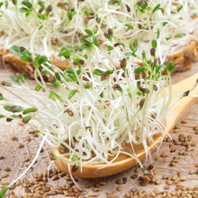 Alfalfa Sprout – 500 Seeds