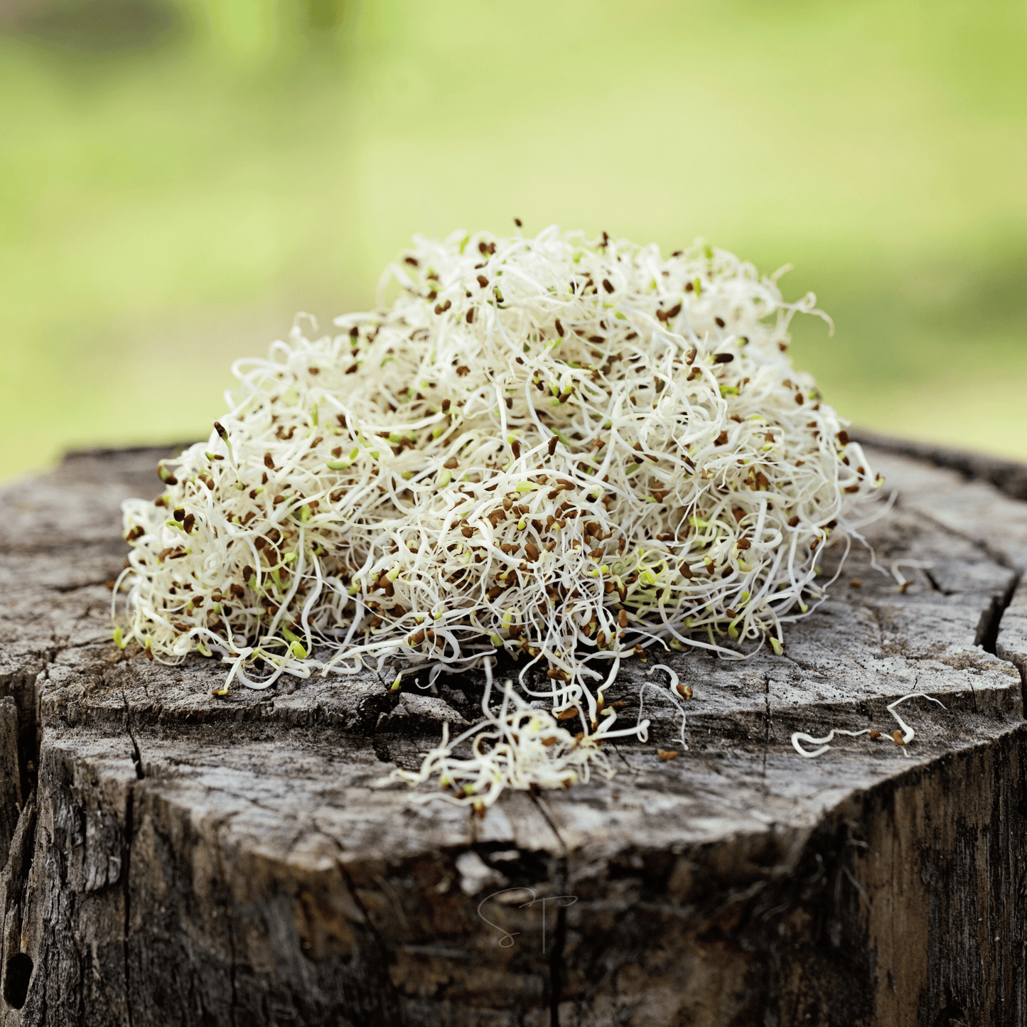 Organic Alfalfa Sprouting Seeds – 500 Non-GMO, Heirloom, Open Pollinated, Vitamin-Rich, Fast-Growing, Indoor Kitchen Garden