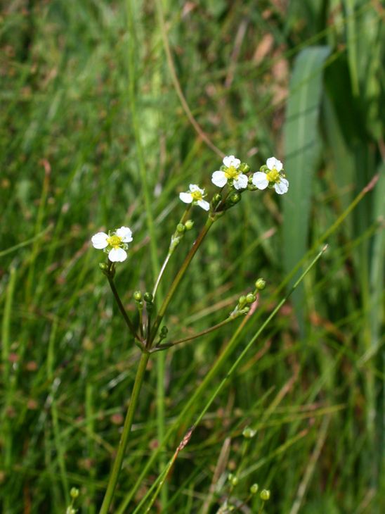 Alisma Triviale Seeds 300 Native Aquatic Wetland Plant for Ponds & Bog Gardens - North American Water Plant