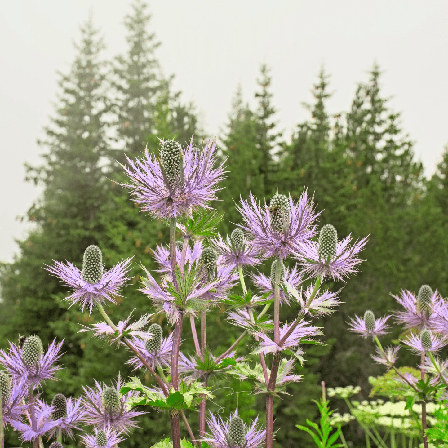 Alpine Sea Holly – 25 Seeds
