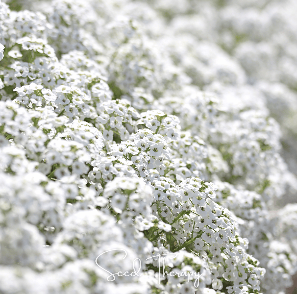 Carpet of Snow Sweet Alyssum Seeds – Lobularia maritima, White Fragrant Ground Cover, Bee-Friendly, 250 Seeds
