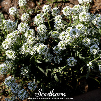Carpet of Snow Sweet Alyssum – 250 Seeds