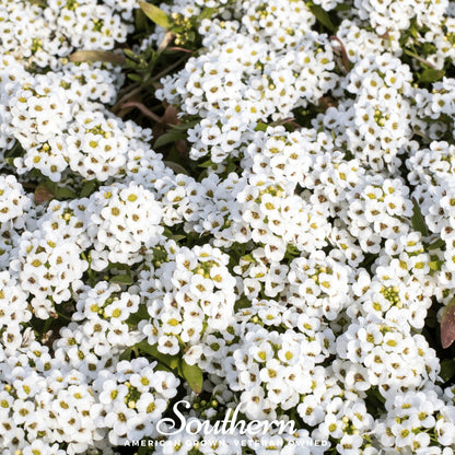 Carpet of Snow Sweet Alyssum – 250 Seeds