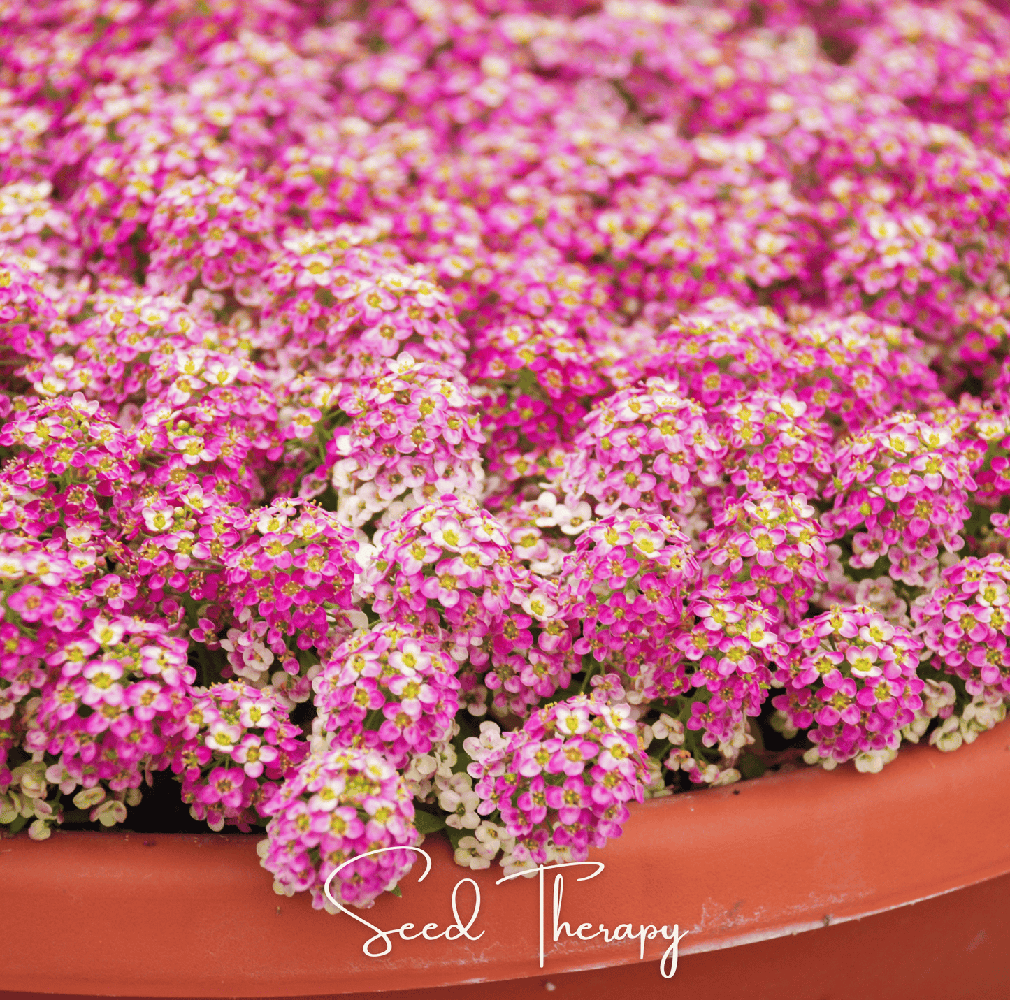 Pink Dwarf Sweet Alyssum Seeds – Lobularia maritima, Honey-Scented Pink Flowers, Low-Growing Annual for Gardens & Containers