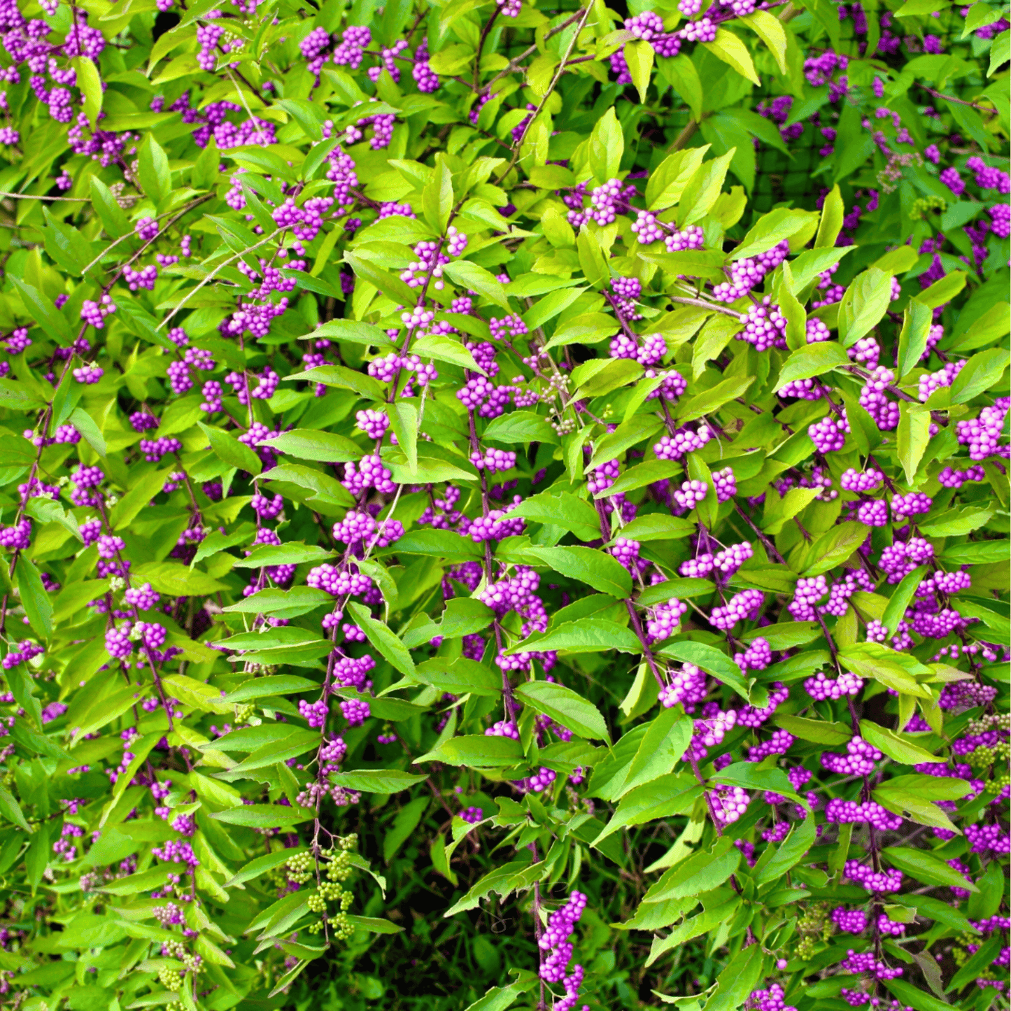 American Beautyberry Seeds - Callicarpa americana, Vibrant Purple Berries, Native Shrub, Fall & Winter Color, Bird Food & Jelly Making