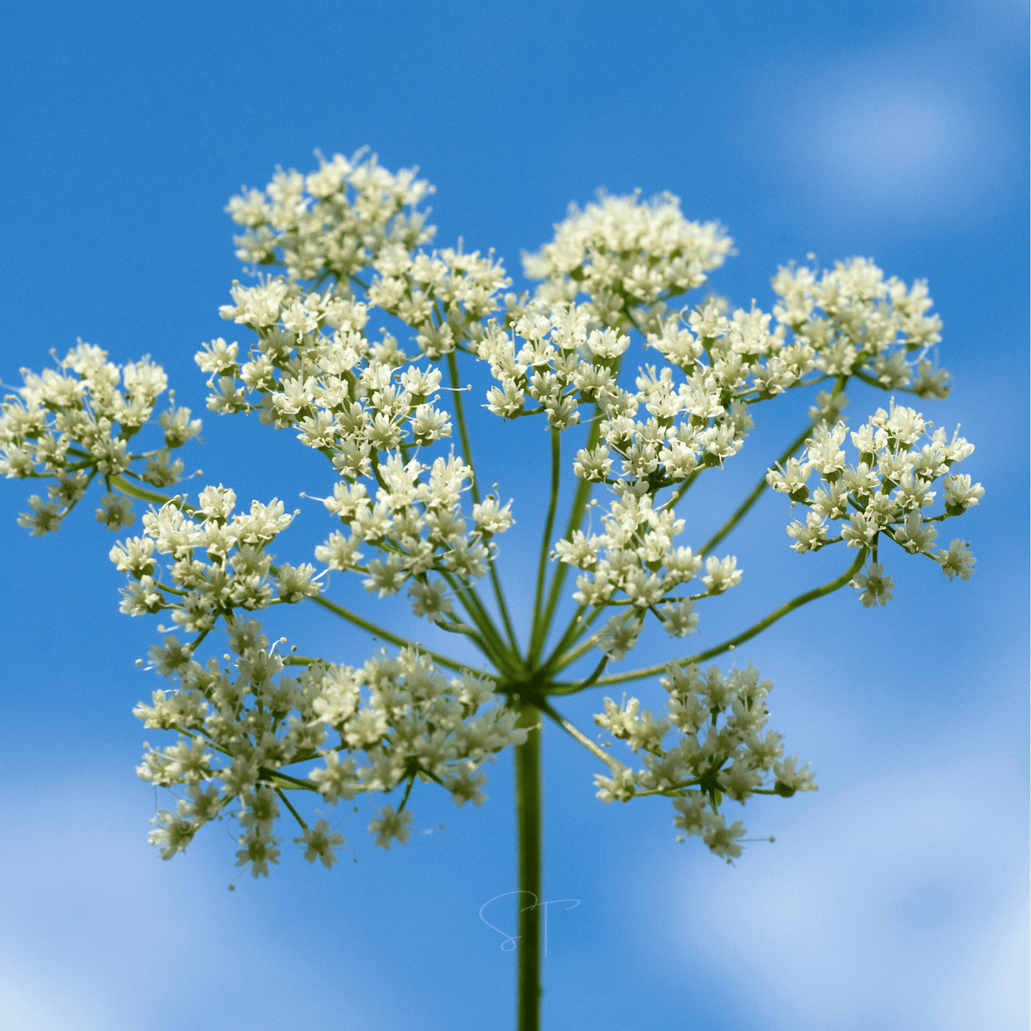 Anise Seeds 100 Pack - Heirloom Pimpinella anisum for Culinary & Garden Use, Aromatic, Non-GMO, Full Sun, Easy to Grow