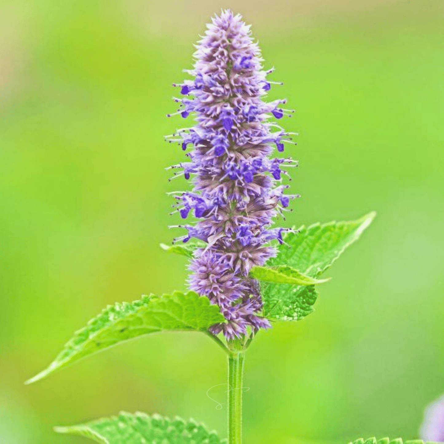 Anise Hyssop Seeds – 200 Heirloom Perennial Pollinator Attracting Lavender-Blue Flowers & Licorice Scented Leaves (Agastache foeniculum)