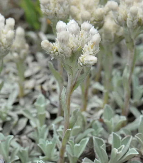 Antennaria parvifolia Seeds - Pussytoes Wildflower, Non-GMO Perennial Groundcover for Pollinator Gardens