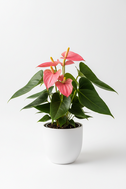 Anthurium 'Pink'