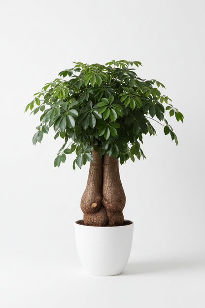 Aralia Fabian Stump 'Polyscias Scutellaria'