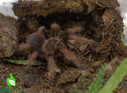 The Bio Dude - Terra Aranea Substrate for Tarantulas 6 qt - The Ultimate Invert Bioactive Substrate - DS