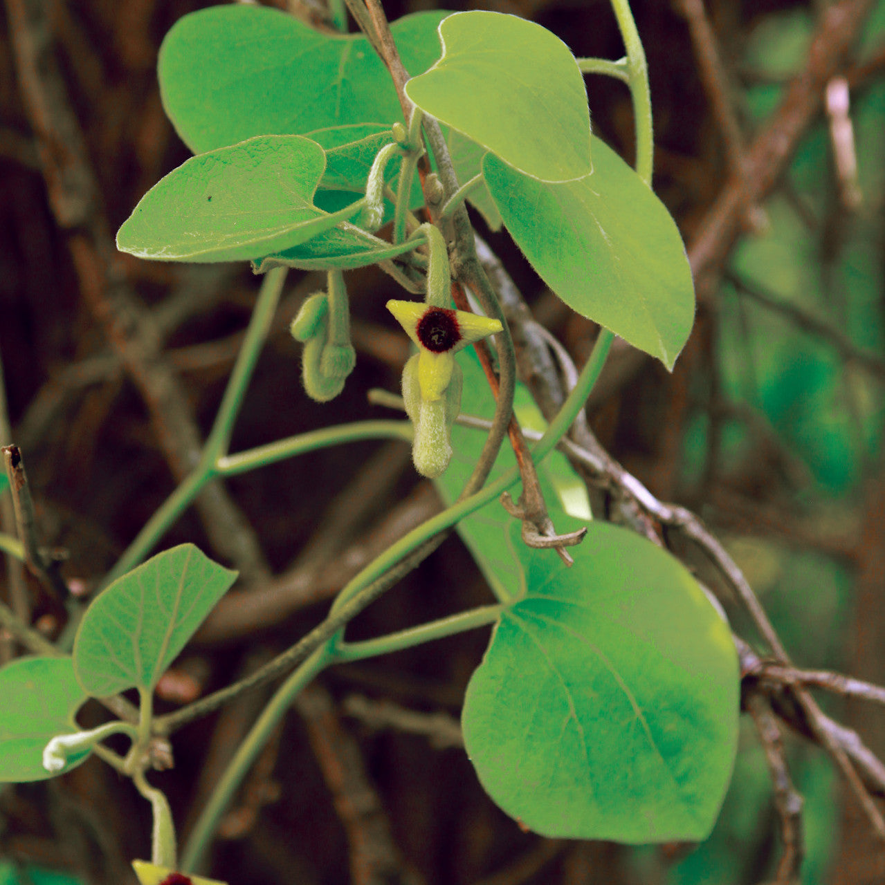 Aristolochia tomentosa Seeds – Native Climbing Vine for Butterfly Gardens | Dutchman’s Pipevine | Host Plant for Pipevine Swallowtail