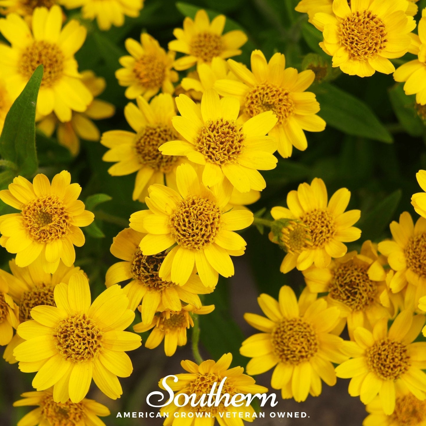 Meadow Arnica Seeds - Heirloom, Open Pollinated, Perennial, Native North American Wildflower, Yellow Daisy-Like Blooms, USDA Zones 3-8