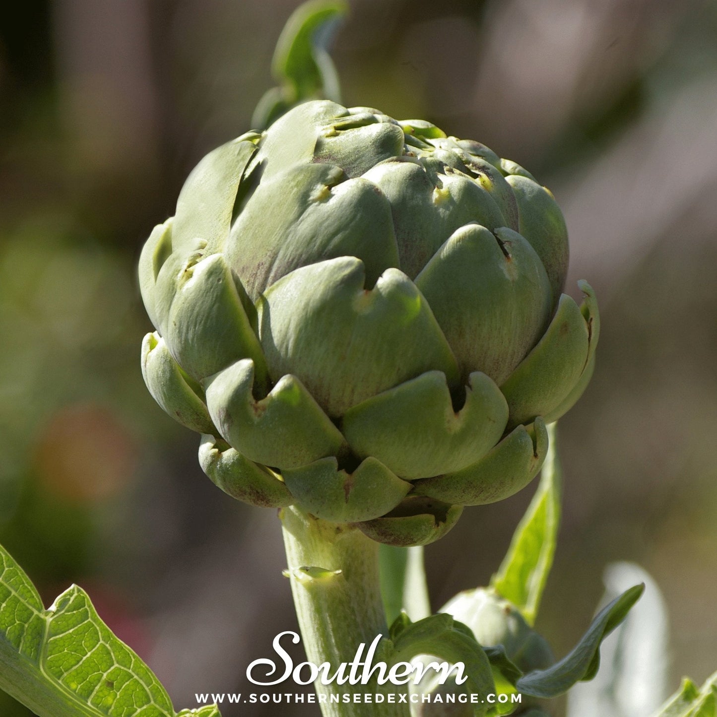 Green Globe Artichoke Seeds – Heirloom, Perennial, Edible Flower Buds, Cynara cardunculus, 25 Seeds