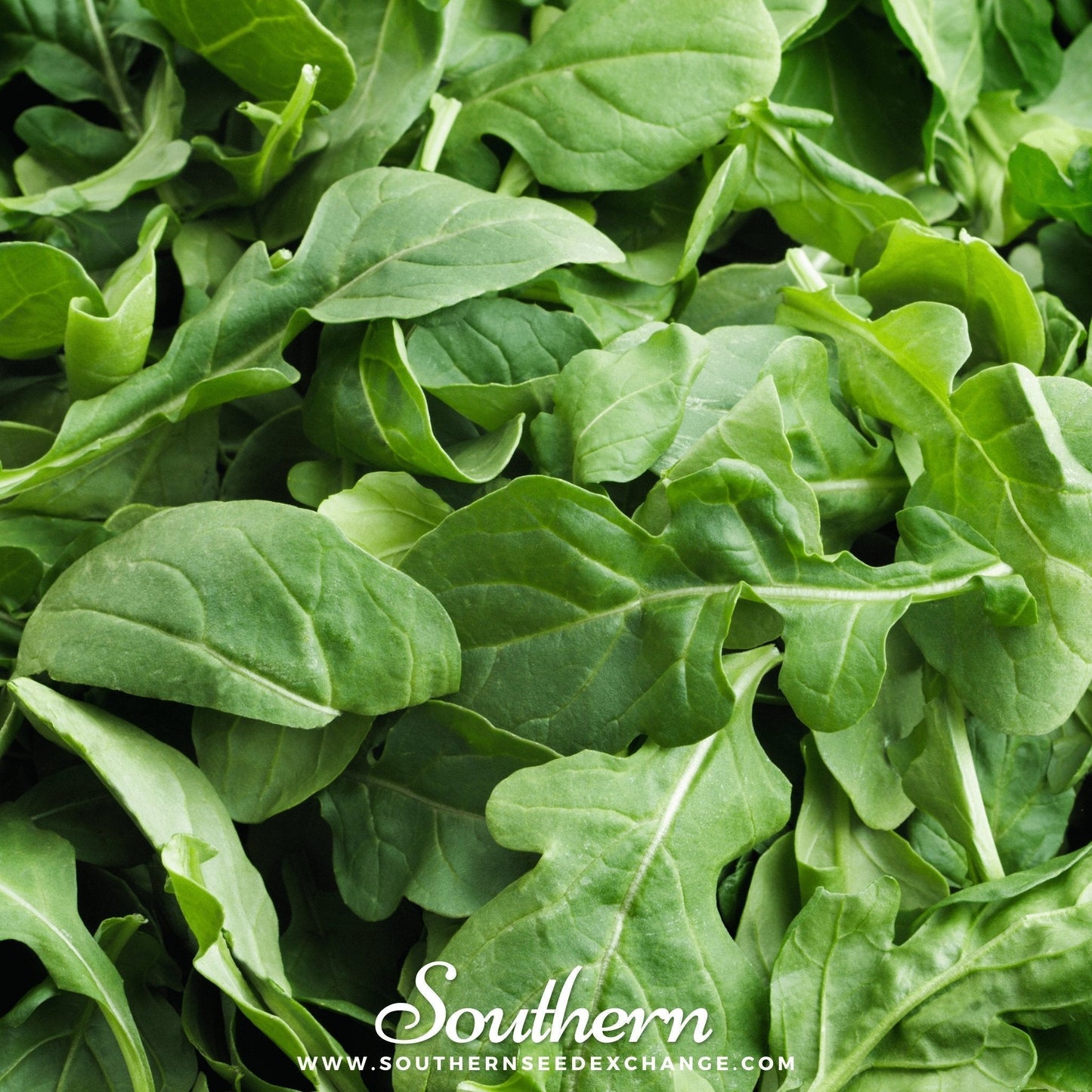 Roquette Arugula Seeds – Heirloom, Open Pollinated, Non-GMO, Gourmet Peppery Green, 200 Seeds