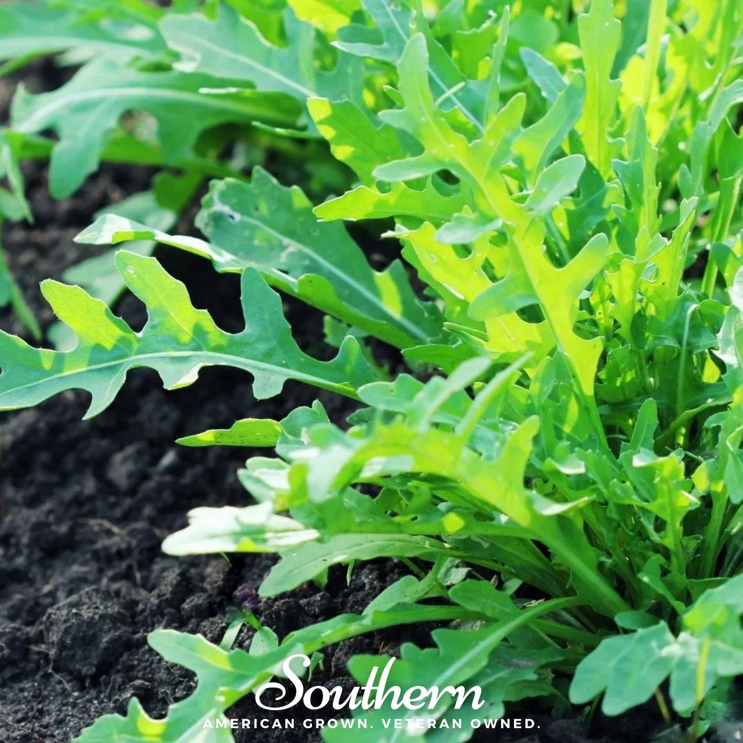 Wild Arugula Seeds 500 Heirloom Diplotaxis Tenuifolia Perennial Gourmet Peppery Nutty Flavor