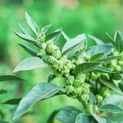 Ashwagandha (Indian Ginseng) – 30 Seeds