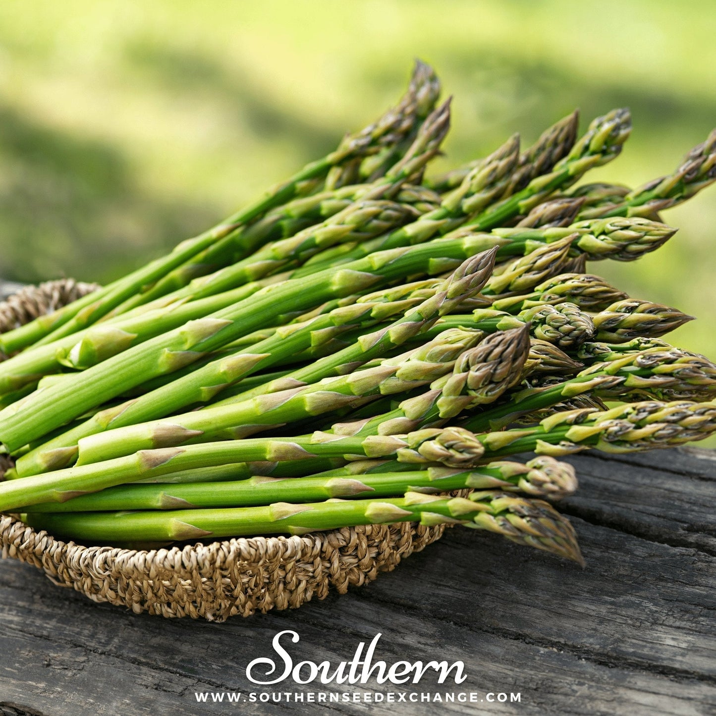 Mary Washington Asparagus Seeds – Heirloom, Non-GMO, Perennial, Gourmet Spear Producer, 50 Seeds