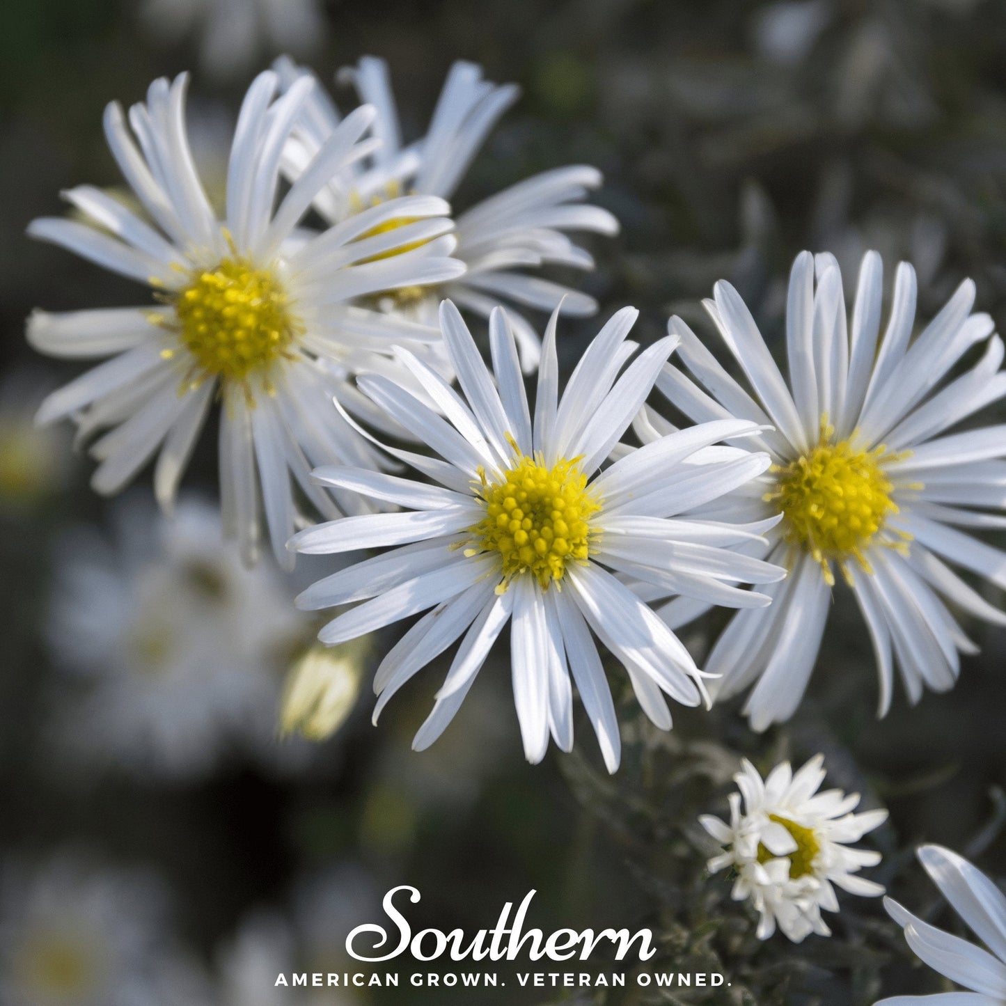 Heath White Aster Seeds - 50 Heirloom, Perennial, Wildflower, Aster ericoides, Butterfly & Pollinator Friendly