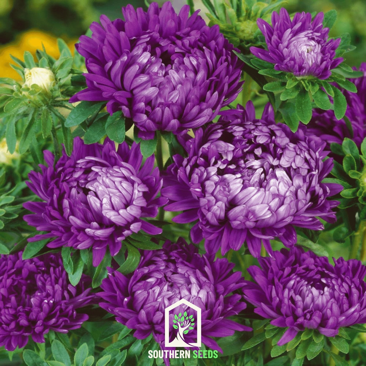 Milady Blue Aster Seeds – 50 Heirloom, Dwarf, Blue-Violet Chrysanthemum-Like Flowers, Callistephus chinensis