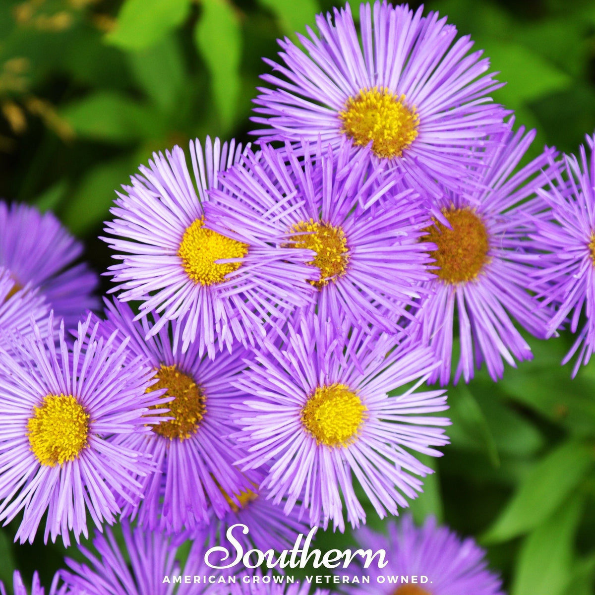 New England Aster Seeds – 200 Heirloom Perennial for Fall Color & Pollinator Nectar – Symphyotrichum novae-angliae