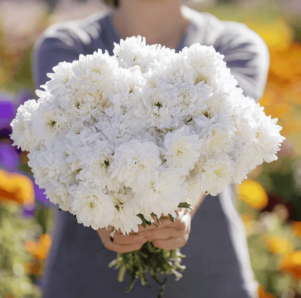 White Peony Aster Seeds – Duchess White Callistephus chinensis, 50 Heirloom Annual Flowers