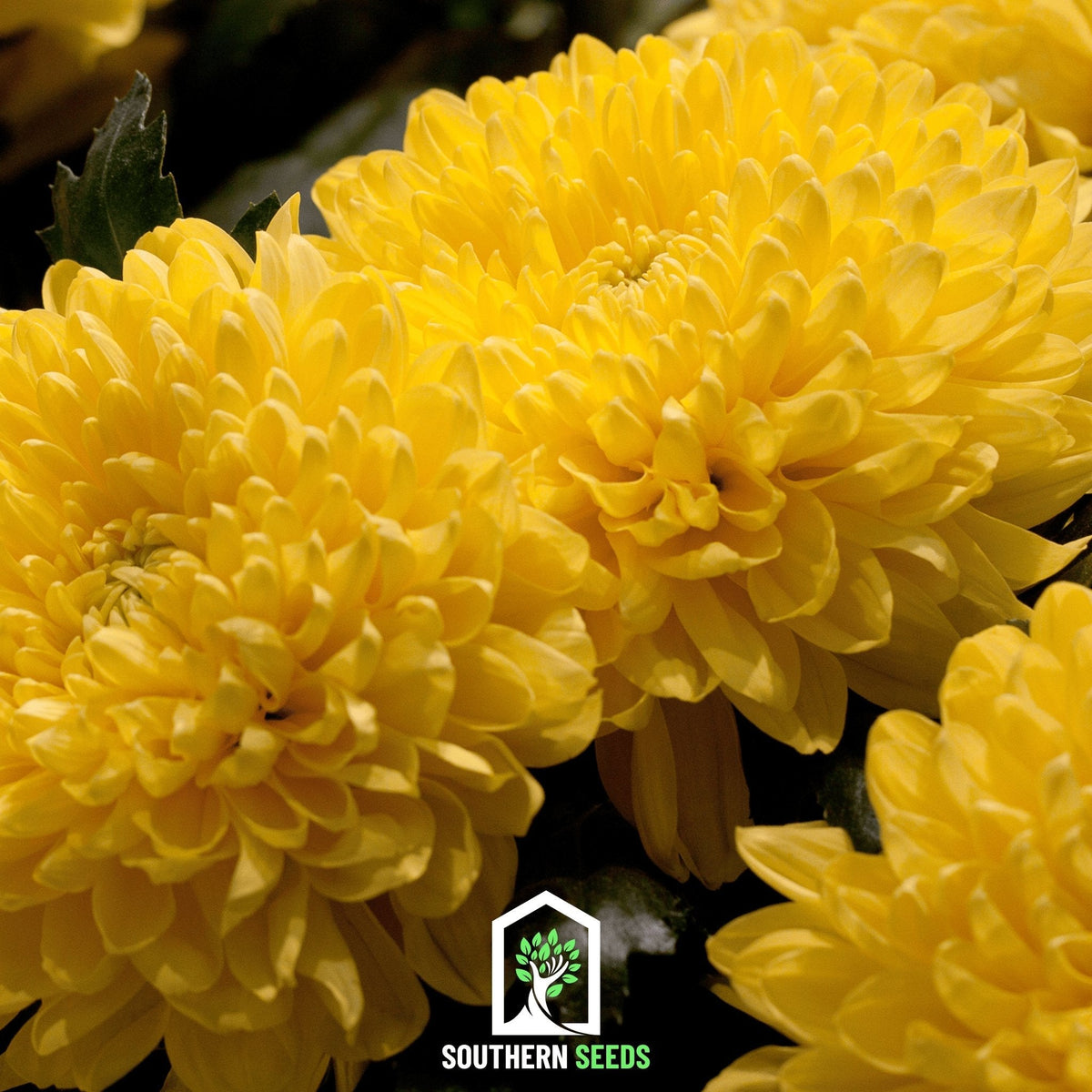 Yellow Paeony Duchess Aster – 50 Seeds