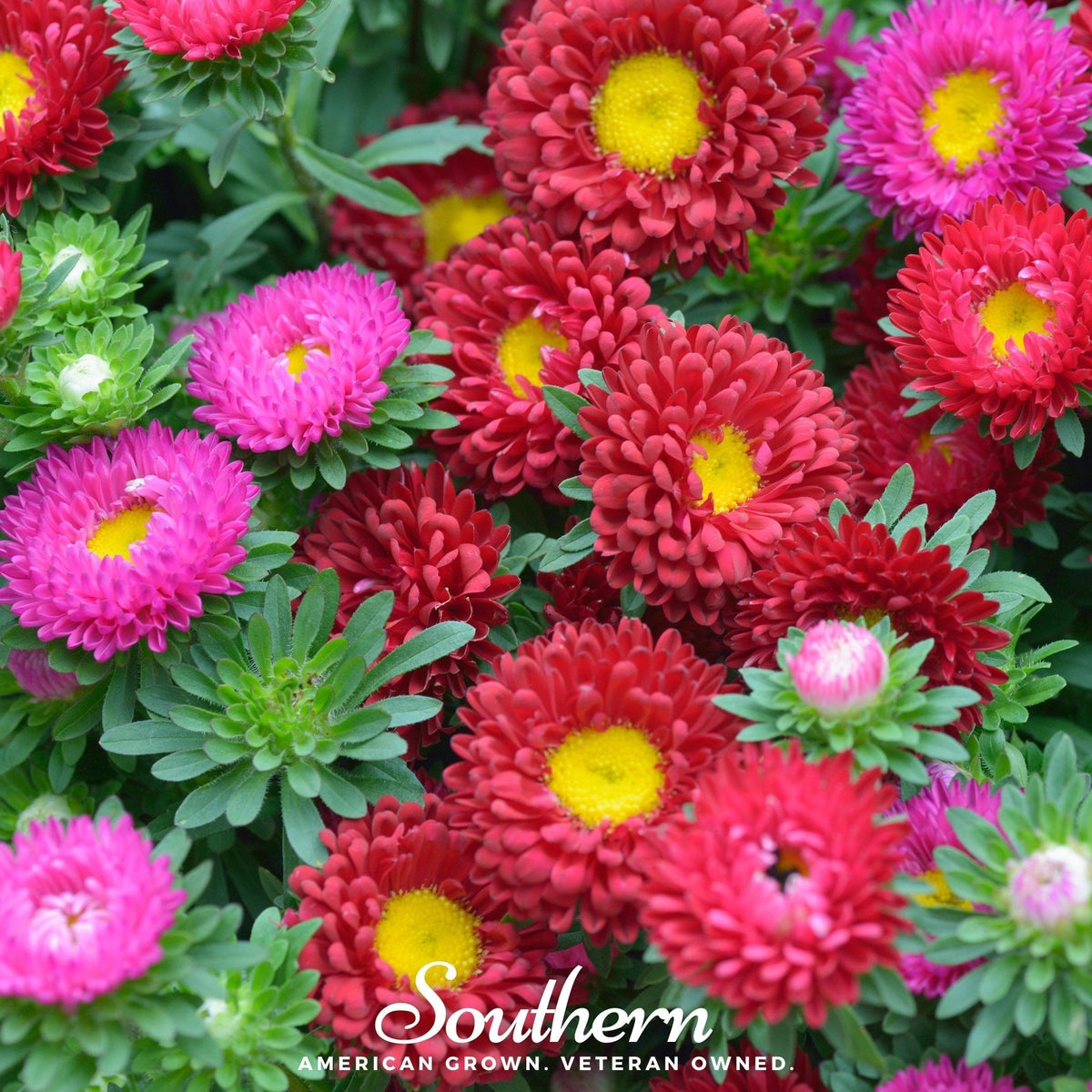 Powder Puff Aster Seeds – Heirloom, Open Pollinated, Annual, Soft Pastel Blooms, USDA Zone 3-9, Pollinator-Friendly