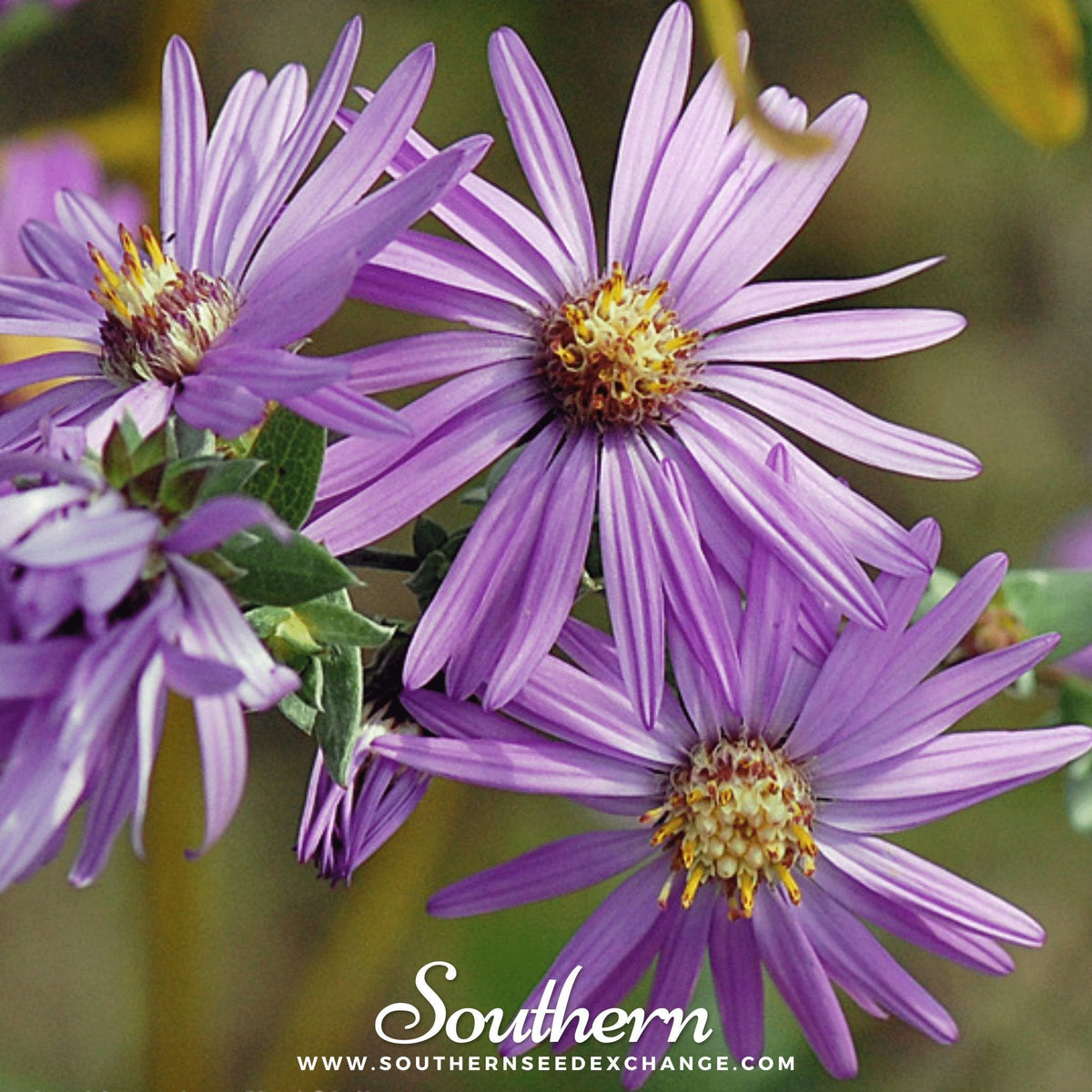 Silky Aster Seeds - Aster sericeus Perennial Wildflower for Pollinator Gardens, Heirloom, Open Pollinated, American Grown