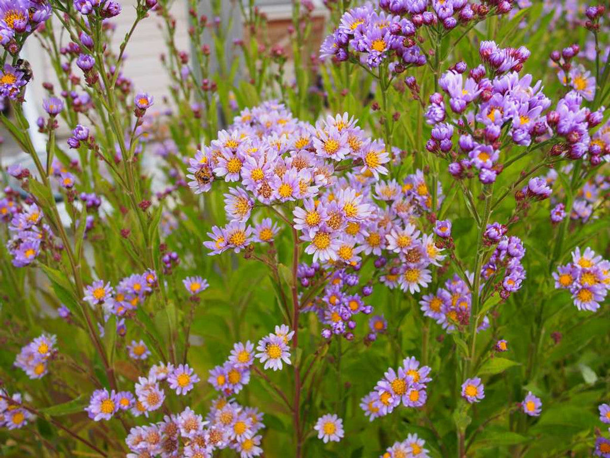 Tatarian Aster Plants or Roots – Hardy Perennial with Lavender Blooms – Pollinator-Friendly, Cold-Hardy, Deer-Resistant, Low Maintenance