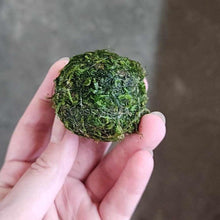 Java Moss Floating Ball